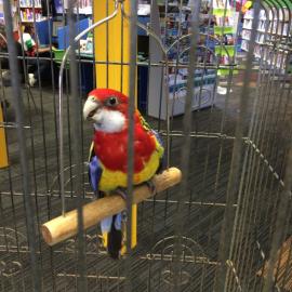 When people feel at home